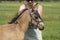 A falcon color foal in the field, wearing a fly mask, young woman takes off the fly mask