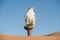 Falcon in a desert