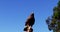Falcon eagle perched on branch