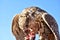 A falcon eating a piece of meat from a gloved hand