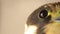 Falcon eye close-up. Eurasian hobby. Note: birds have â€œthird eyelidâ€ Falconry