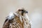 falcon with feathers ruffled by strong winds