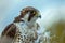 falcon with feathers ruffled by strong winds