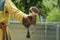 Falcon is fed on the leather glove by a falconer, a small but fast hunting bird during training, copy space