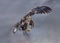 Falcon flying over the ocean with a fish on its talons