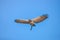 Falcon in free flight at Palmitos Park Maspalomas, Gran Canaria, Spain