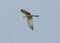Falcon gliding against blue sky
