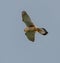 Falcon gliding against blue sky