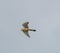 Falcon gliding against blue sky