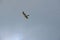 Falcon gliding against blue sky