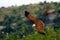 Falcon gliding near a hill