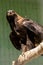 Falcon hawk sits on a tree