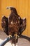 A falcon-headed predator Eagle sits on a semicircle