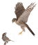 Falcon hunts a sparrow