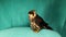 Falcon isolated on green background. Eurasian hobby. Saker Saqr. Falconry