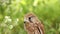 Falcon kestrel in the forest. Portrait of a bird of prey.