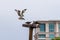 Falcon landing with a feather to make a nest while others waiting