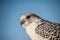 Falcon on the leash in the desert