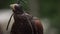 Falcon with leather head cover sitting on mans hand. Wild saker falcon with blinding helmet outdoors