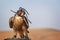 Falcon with a leather hood. Falconry show in the desert near Dubai, UAE