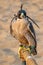 Falcon with a leather hood. Falconry show in the desert near Dubai, UAE