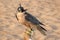 Falcon with a leather hood. Falconry show in the desert near Dubai, UAE