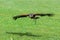 A falcon-led bird of prey eagle flies over a green meadow