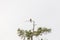 A falcon looks out for prey sitting on the top of a pine tree