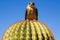 a falcon perched on a cactus, looking skyward