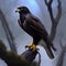 falcon perched on a tree dark feathers