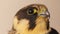 Falcon portrait. Eurasian hobby. Saker Saqr falcon Falco cherrug. Falconry