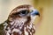 The falcon portrait taken at the zoo