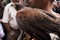 Falcon posing on a man`s shoulder calmly in an exhibition