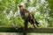 The falcon sits on a branch at zoo cage