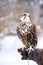 Falcon sits on a gloved hand