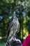 Falcon sits on a hand in a special leather glove against a background of green foliage, looks to the camera.