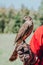 Falcon sits on a hand in a special leather glove against a background of green foliage and sky looks to the left.