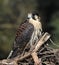 Falcon species