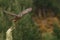 Falcon takes off against background of pine trees