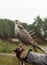 Falcon trained to falconry sits on a special glove
