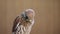 Falcon on a wooden background. Bird portrait. Slow motion.