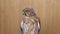 Falcon on a wooden background. Bird portrait. Slow motion.