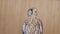 Falcon on a wooden background. Bird portrait. Slow motion