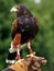 Falconer with bird of prey