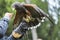 Falconer with a Harris\'s hawk on the arm