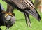 Falconer trainer with a long Eagle claws on protective glove