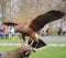 Falconry