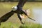Falconry. American bald eagle at flying bird of prey display