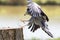 Falconry. Beautiful Gymnogene bird of prey in flight grabbing food