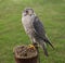 Falconry Bird of Prey